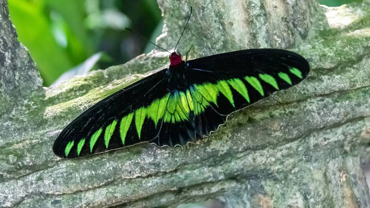Explore Kuala Lumpur Butterfly Park